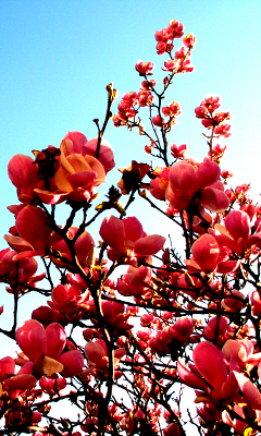 Kwiaty - magnolia_by_chocolate666.jpg
