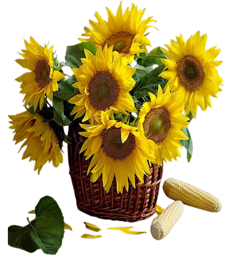 2 Sliczne ob duzo - Sunflowers_in_Basket_Clipart.png