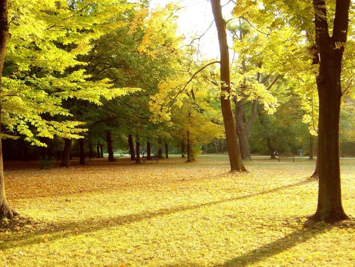 jesień - park_drzewa_lawki_liscie.jpg