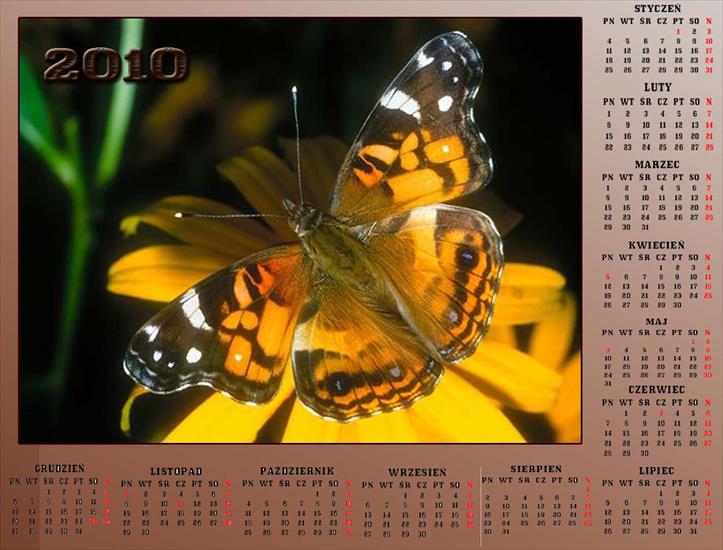 Kalendarze z motylkami - Bez nazwy 651.jpg