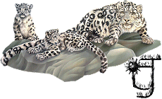 Alfabet z Leopardem - J.gif