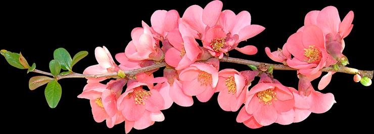 Kwiaty wiśni i jabłoni - 0_563cd_3f5dd95b_XXXL.png