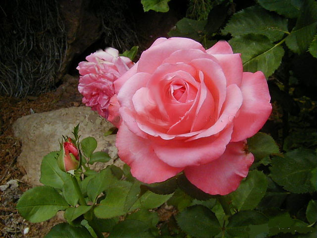 ogrodowe  róze - 44.jpg
