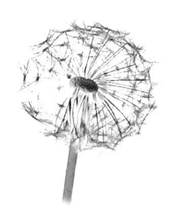 Dandelions- dmuchawce - dandelion1.jpg