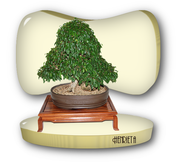 bonsai - ChomikImage 2.jpg