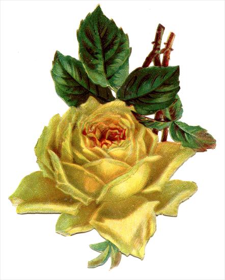kwiaty decoupage - YellowRose-Vintage-GraphicsFairy.jpg