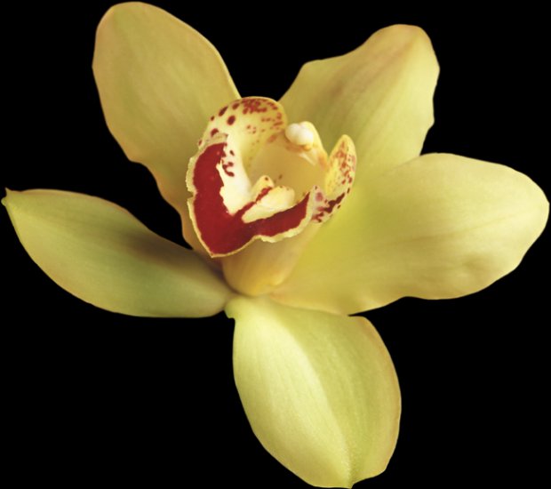 03 - orchidea103.png