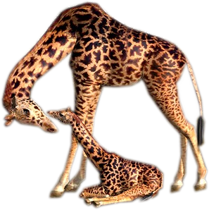 Żyrafy-PNG - żyrafa 1.png