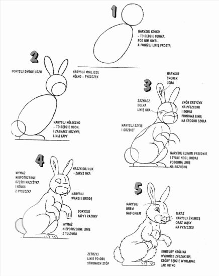 Kurs rysowania zwierząt - kurs rysowania - królik.jpg