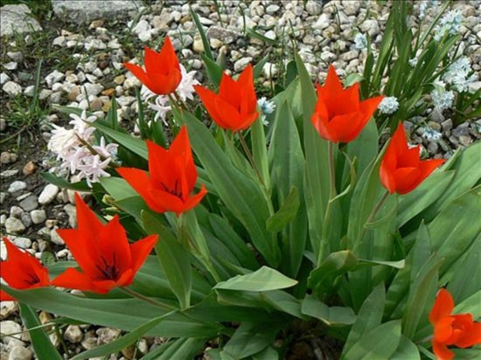 Tulipany - 12.jpg