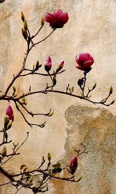 Kwiaty - Magnolia_by_epiphyte78.jpg