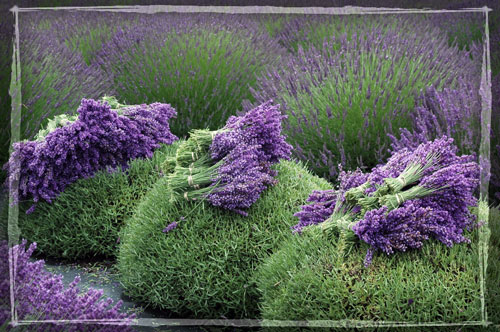 LAWĘDA - lavender10.htm
