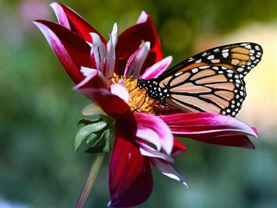 MOTYLE - obrazek - kwiatek z motylkiem.jpg