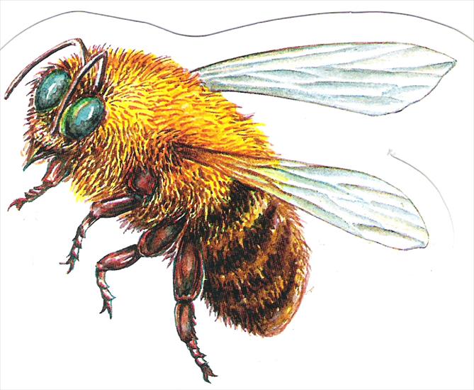 pszczółki - pszczoła.jpg