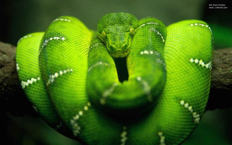 ZWIERZYNIEC - zielony wąż.jpg