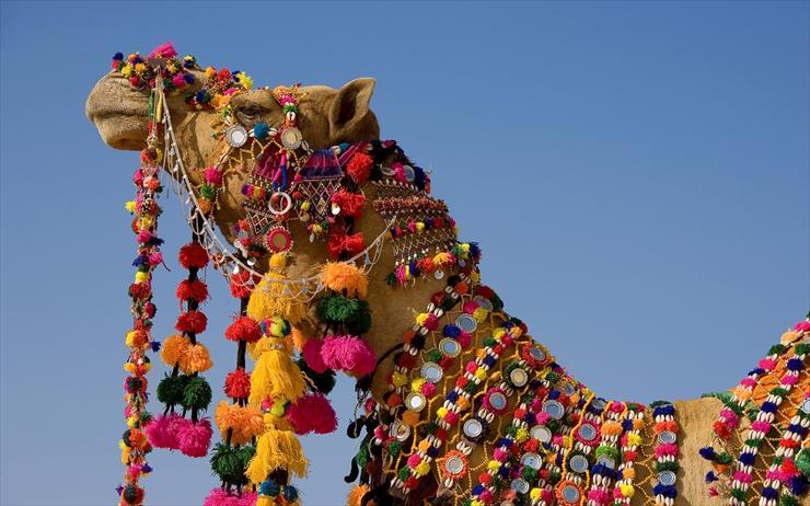 ZWIERZĘTA - wielbłąd w pięknych kolorowych barwach.jpg