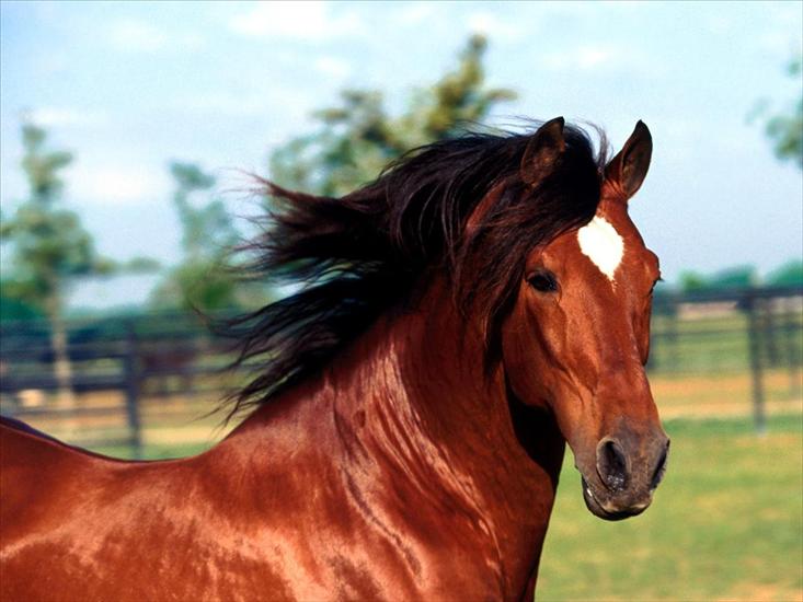 Konie,jednorożce i koniki - _Dadivoso_, Andalusian Stallion.jpg