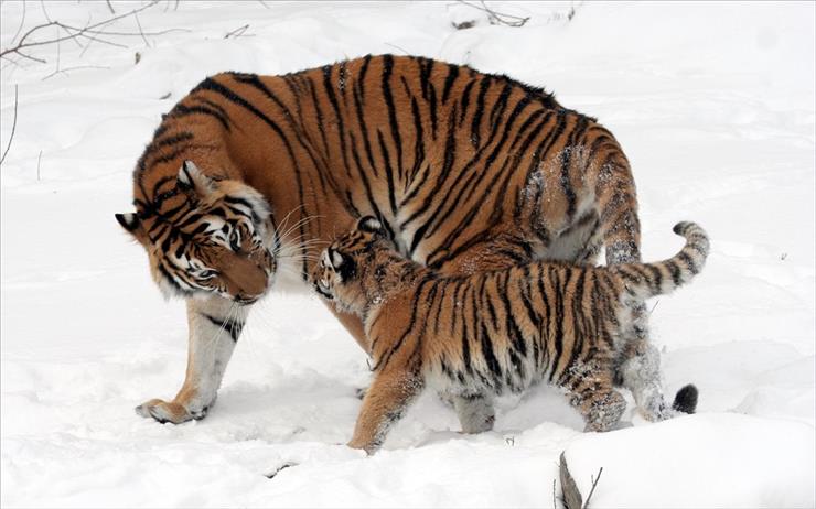 Zwierzętaróżne - Siberian Tiger 4.jpg
