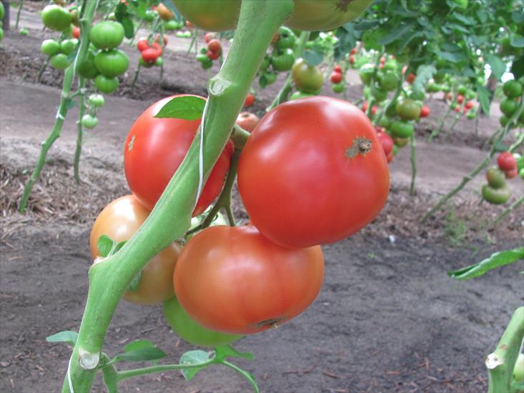 warzywa - pomidory.JPG