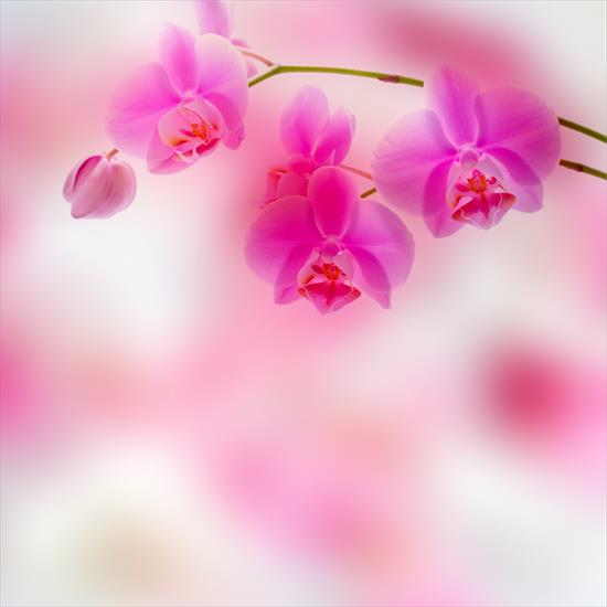 Tło- kwiaty - rozowa orchidea_1 8.jpg